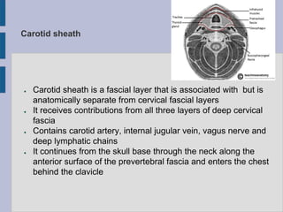 Carotid sheath
● Carotid sheath is a fascial layer that is associated with but is
anatomically separate from cervical fascial layers
● It receives contributions from all three layers of deep cervical
fascia
● Contains carotid artery, internal jugular vein, vagus nerve and
deep lymphatic chains
● It continues from the skull base through the neck along the
anterior surface of the prevertebral fascia and enters the chest
behind the clavicle
 