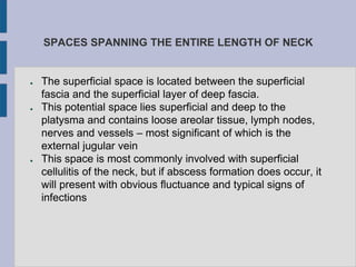 SPACES SPANNING THE ENTIRE LENGTH OF NECK
● The superficial space is located between the superficial
fascia and the superficial layer of deep fascia.
● This potential space lies superficial and deep to the
platysma and contains loose areolar tissue, lymph nodes,
nerves and vessels – most significant of which is the
external jugular vein
● This space is most commonly involved with superficial
cellulitis of the neck, but if abscess formation does occur, it
will present with obvious fluctuance and typical signs of
infections
 