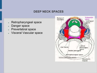 DEEP NECK SPACES
● Retropharyngeal space
● Danger space
● Prevertebral space
● Visceral Vascular space
 