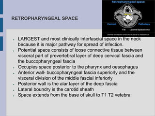 RETROPHARYNGEAL SPACE
● LARGEST and most clinically interfascial space in the neck
because it is major pathway for spread of infection.
● Potential space consists of loose connective tissue between
visceral part of prevertebral layer of deep cervical fascia and
the buccopharyngeal fascia
● Occupies space posterior to the pharynx and oesophagus
● Anterior wall- buccopharyngeal fascia superiorly and the
visceral division of the middle fascial inferiorly
● Posterior wall is the alar layer of the deep fascia
● Lateral boundry is the carotid sheath
● Space extends from the base of skull to T1 T2 vetebra
 