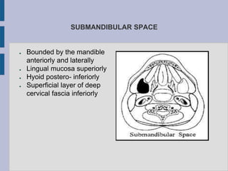 SUBMANDIBULAR SPACE
● Bounded by the mandible
anteriorly and laterally
● Lingual mucosa superiorly
● Hyoid postero- inferiorly
● Superficial layer of deep
cervical fascia inferiorly
 