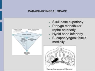 PARAPHARYNGEAL SPACE
● Skull base superiorly
● Pterygo mandibular
raphe anteriorly
● Hyoid bone inferiorly
● Bucopharyngeal fascia
medially
 