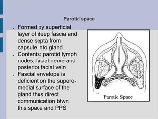 Parotid space
● Formed by superficial
layer of deep fascia and
dense septa from
capsule into gland
● Contents: parotid lymph
nodes, facial nerve and
posterior facial vein
● Fascial envelope is
deficient on the supero-
medial surface of the
gland thus direct
communication btwn
this space and PPS
 