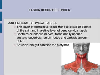 FASCIA DESCRIBED UNDER:
●SUPERFICIAL CERVICAL FASCIA
Thin layer of connective tissue that lies between dermis
of the skin and investing layer of deep cervical fascia
Contains cutaneous nerves, blood and lymphatic
vessels, superficial lymph nodes and variable amount
of fat
Anteriolaterally it contains the platysma
 