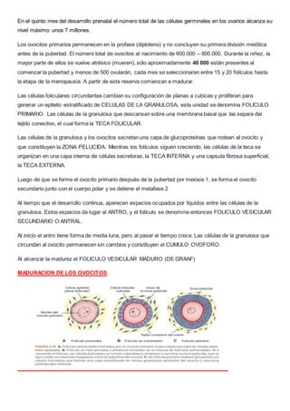 En el quinto mes del desarrollo prenatal el número total de las células germinales en los ovarios alcanza su
nivel máximo: unos 7 millones.
Los ovocitos primarios permanecen en la profase (diploteno) y no concluyen su primera división meiótica
antes de la pubertad. El número total de ovocitos al nacimiento de 600.000 – 800.000. Durante la niñez, la
mayor parte de ellos se vuelve atrésico (mueren), sólo aproximadamente 40 000 están presentes al
comenzar la pubertad y menos de 500 ovularán, cada mes se seleccionaran entre 15 y 20 folículos hasta
la etapa de la menopausia. A partir de esta reserva comienzan a madurar.
Las células foliculares circundantes cambian su configuración de planas a cubicas y proliferan para
generar un epitelio estratificado de CELULAS DE LA GRANULOSA, esta unidad se denomina FOLICULO
PRIMARIO. Las células de la granulosa que descansan sobre una membrana basal que las separa del
tejido conectivo, el cual forma la TECA FOLICULAR.
Las células de la granulosa y los ovocitos secretan una capa de glucoproteínas que rodean al ovocito y
que constituyen la ZONA PELUCIDA. Mientras los folículos siguen creciendo, las células de la teca se
organizan en una capa interna de células secretoras, la TECA INTERNA y una capsula fibrosa superficial,
la TECA EXTERNA.
Luego de que se forme el ovocito primario después de la pubertad por meiosis 1, se forma el ovocito
secundario junto con el cuerpo polar y se detiene el metafase 2
Al tiempo que el desarrollo continua, aparecen espacios ocupados por líquidos entre las células de la
granulosa. Estos espacios da lugar al ANTRO, y el folículo se denomina entonces FOLICULO VESICULAR
SECUNDARIO O ANTRAL.
Al inicio el antro tiene forma de media luna, pero al pasar el tiempo crece. Las células de la granulosa que
circundan al ovocito permanecen sin cambios y constituyen el CUMULO OVOFORO.
Al alcanzar la madurez el FOLICULO VESICULAR MADURO (DE GRAAF)
MADURACION DE LOS OVOCITOS
 