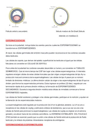 Folículo antral o secundario folículo maduro de De Graaf (folículo
detenido en metafase 2)
ESPERMATOGENESIS
Se inicia en la pubertad, incluye todos los eventos para los cuales las ESPERMATOGONIAS se
transforman en ESPERAMTOZOIDES.
Al nacer, las células germinales del embrión masculino pueden reconocerse en los cordones sexuales
delos testículos.
Las células de soporte, que derivan del epitelio superficial de los testículos al igual que las células
foliculares se convierten en CELULAS DE SERTOLI.
Poco antes de la pubertad los cordones sexuales desarrollan un lumen y se convierten en TUBULOS
SEMINIFEROS. Casi al mismo tiempo las CGP dan lugar a las células espermatogonicas. A intervalos
regulares emergen células de estas células troncales que dan origen a espermatogonias de tipo Ay su
producción marca el comienzo de la espermatogénesis. Las células de tipo A pasan por un número
limitado de divisiones mitóticas. La última división celular da origen a las espermatogonias de tipo B que se
dividen para formar los espermatocitos primarios. Estos ingresan en profase (22 días), seguida por una
terminación rápida de la primera división mitótica y la formación de ESPERMATOZOIDES
SECUNDARIOS. Durante la segunda división meiótica esta células de inmediato comienzan a formar
ESPERMATIDES haploides.
Las células de Sertoli sostienen y protegen a las células germinales, participan en la nutrición y ayudan en
la liberación de los espermatozoides maduros.
La espermatogénesis está regulada por la producción de LH en la glándula pituitaria. La LH se une a
receptores en las células de Leydig y estimula la síntesis de testoterona, que a sus vez se une a las
células de Sertoli para promover la espermatogénesis. Las células de Leydig se originan en el estroma
gonadal y se ubican fuera de los cordones seminíferos. La HORMONA ESTIMULANTE DEL FOLICULO
(FSH) también es esencial, puesto que su unión a las células de Sertoli estimula la producción de fluido
testicular y la síntesis de proteínas intracelulares receptoras de andrógenos
ESPERMIOGENESIS O ESPERMIOTELIOSIS
 