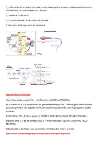 1_ La formación del acrosoma, que cubre la mitad de la superficie nuclear y contiene enzimas (acrosina y
hialuronidasa) que facilita la penetración del ovulo
2_ condensación del núcleo
3_ formación del cuello, la pieza intercalar y la cola
4_eliminacion de la mayor parte del citoplasma
CICLO SEXUAL FEMENINO
https://drive.google.com/open?id=1MgOjJXqmX1wrwp7Q9207egJA5X20M5as
Es el proceso por el cual se desarrollan los gametas femeninas (óvulos u ovocitos) produciendo cambios
corporales generales pero específicamente cambios uterinos preparando a este órgano para un posible
embarazo
Si el embarazo no se produce, aparece la pérdida de sangre por vía vaginal, llamada menstruación
El periodo entre el 1º día de menstruación y el 1º de la menstruación siguiente se denomina CICLO
MENTRUAL
Habitualmente es de 28 días, pero se considera normal que dure entre 21 y 35 días
Este ciclo se encuentra regulado por el eje hipotálamo-hipofisis-gonadal
 