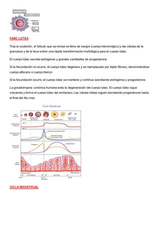 FASE LUTEA
Tras la ovulación, el folículo que se rompe se llena de sangre (cuerpo hemorrágico) y las células de la
granulosa y de la teca sufren una rápida transformación morfológica para el cuerpo lúteo.
El cuerpo lúteo secreta estrógenos y grandes cantidades de progesterona
Si la fecundación no ocurre, el cuerpo lúteo degenera y es reemplazado por tejido fibroso, denominándose
cuerpo albicans o cuerpo blanco
Si la fecundación ocurre, el cuerpo lúteo se mantiene y continua secretando estrógenos y progesterona.
La gonadotropina coriónica humana evita la degeneración del cuerpo luteo. El cuerpo lúteo sigue
creciendo y forma el cuerpo lúteo del embarazo. Las células lúteas siguen secretando progesterona hasta
el final del 4to mes.
CICLO MENSTRUAL
 
