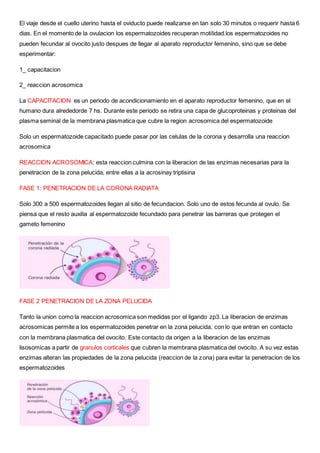El viaje desde el cuello uterino hasta el oviducto puede realizarse en tan solo 30 minutos o requerir hasta 6
dias. En el momento de la ovulacion los espermatozoides recuperan motilidad.los espermatozoides no
pueden fecundar al ovocito justo despues de llegar al aparato reproductor femenino, sino que se debe
esperimentar:
1_ capacitacion
2_ reaccion acrosomica
La CAPACITACION es un periodo de acondicionamiento en el aparato reproductor femenino, que en el
humano dura alrededorde 7 hs. Durante este periodo se retira una capa de glucoproteinas y proteinas del
plasma seminal de la membrana plasmatica que cubre la region acrosomica del espermatozoide
Solo un espermatozoide capacitado puede pasar por las celulas de la corona y desarrolla una reaccion
acrosomica
REACCION ACROSOMICA: esta reaccion culmina con la liberacion de las enzimas necesarias para la
penetracion de la zona pelucida, entre ellas a la acrosinay triptisina
FASE 1: PENETRACION DE LA CORONA RADIATA
Solo 300 a 500 espermatozoides llegan al sitio de fecundacion. Solo uno de estos fecunda al ovulo. Se
piensa que el resto auxilia al espermatozoide fecundado para penetrar las barreras que protegen el
gameto femenino
FASE 2 PENETRACION DE LA ZONA PELUCIDA
Tanto la union como la reaccion acrosomica son medidas por el ligando zp3. La liberacion de enzimas
acrosomicas permite a los espermatozoides penetrar en la zona pelucida, con lo que entran en contacto
con la membrana plasmatica del ovocito. Este contacto da origen a la liberacion de las enzimas
lisosomicas a partir de granulos corticales que cubren la membrana plasmatica del ovocito. A su vez estas
enzimas alteran las propiedades de la zona pelucida (reaccion de la zona) para evitar la penetracion de los
espermatozoides
 