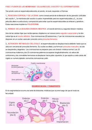 FASE 3 FUSION DE LAS MEMBRANAS CELULARES DEL OVOCITO Y EL ESPERMATOZOIDE
Tan pronto como el espermatozoide entra al ovocito, el ovulo responde a 3 formas
1_ REACCION CORTICAL Y DE LA ZONA: como consecuencia de la liberacion de los granulos corticales
del ovocito 1_ la membrana del ovocito si vuelve impenetrable para los espermatozoides y 2_ la zona
pelucida altera su estructura y composicion para evitar que los espermatozoides se enlacen y penetren.
Estas reacciones impiden la POLISPERMIA
2_ REINICIO DE LA SEGUNDA DIVISION MEIOTICA: el ovocito termina su segunda division meiotica
Una de las celulas hijas que recibe apenas citoplasma, se conoce como segundo cuerpo polar y la otra
celula hija es el ovocito definitivo. Sus cromosomas (22 autosomas y 1 par de cromosomas sexuales) se
disponen en un nucleo vesicular conocido como pronucleo femenino.
3_ ACTIVACION METABOLICA DEL OVULO: el espermatozoide se desplaza hacia adelante hasta que se
ubica en cercania del pronucleo femenino. Su nucleo se dilata y se forma el pronucleo masculino, la cola
se desprende y degenera. Los cromosomas se preparan para una division mitotica normal. Los 23
cromosomas maternos y los 23 cromosmas paternos se separan longitudinalmente a la altura del
centromero y las cromatides hermanas se desplazan hacia polos opuestos, lo que aporta a cada celula del
cigoto un numero diploide normal de cromosomas y adn.
SEGMENTACION Y TRANSPORTE
En la segmentacion ocurre una serie de divisiones mitoticas que ocurren luego de que el ovulo es
fecundado
 