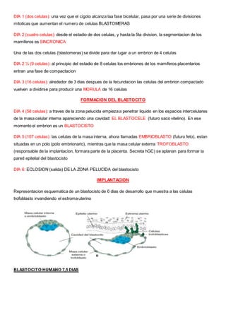 DIA 1 (dos celulas): una vez que el cigoto alcanza laa fase bicelular, pasa por una serie de divisiones
mitoticas que aumentan el numero de celulas BLASTOMERAS
DIA 2 (cuatro celulas): desde el estadio de dos celulas, y hasta la 5ta division, la segmentacion de los
mamiferos es SINCRONICA
Una de las dos celulas (blastomeras) se divide para dar lugar a un embrion de 4 celulas
DIA 2 ½ (9 celulas): al principio del estadio de 8 celulas los embriones de los mamiferos placentarios
entran una fase de compactacion
DIA 3 (16 celulas): alrededor de 3 dias despues de la fecundacion las celulas del embrion compactado
vuelven a dividirse para producir una MORULA de 16 celulas
FORMACION DEL BLASTOCITO
DIA 4 (58 celulas): a traves de la zona pelucida empieza a penetrar liquido en los espacios intercelulares
de la masa celular interna apareciendo una cavidad: EL BLASTOCELE (futuro saco vitelino). En ese
momento el embrion es un BLASTOCISTO
DIA 5 (107 celulas): las celulas de la masa interna, ahora llamadas EMBRIOBLASTO (futuro feto), estan
situadas en un polo (polo embrionario), mientras que la masa celular externa TROFOBLASTO
(responsable de la implantacion, formara parte de la placenta. Secreta hGC) se aplanan para formar la
pared epitelial del blastocisto
DIA 6: ECLOSION (salida) DE LA ZONA PELUCIDA del blastocisto
IMPLANTACION
Representacion esquematica de un blastocisto de 6 dias de desarrollo que muestra a las celulas
trofoblasto invandiendo el estroma uterino
BLASTOCITO HUMANO 7,5 DIAS
 