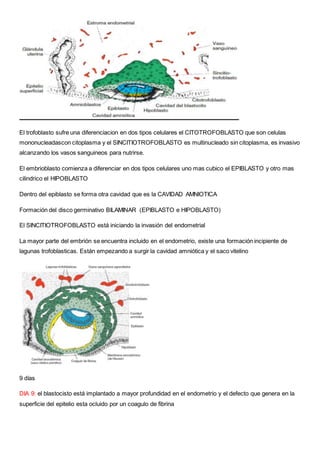 El trofoblasto sufre una diferenciacion en dos tipos celulares el CITOTROFOBLASTO que son celulas
mononucleadascon citoplasma y el SINCITIOTROFOBLASTO es multinucleado sin citoplasma, es invasivo
alcanzando los vasos sanguineos para nutrirse.
El embrioblasto comienza a diferenciar en dos tipos celulares uno mas cubico el EPIBLASTO y otro mas
cilindrico el HIPOBLASTO
Dentro del epiblasto se forma otra cavidad que es la CAVIDAD AMNIOTICA
Formación del disco germinativo BILAMINAR (EPIBLASTO e HIPOBLASTO)
El SINCITIOTROFOBLASTO está iniciando la invasión del endometrial
La mayor parte del embrión se encuentra incluido en el endometrio, existe una formación incipiente de
lagunas trofoblasticas. Están empezando a surgir la cavidad amniótica y el saco vitelino
9 días
DIA 9: el blastocisto está implantado a mayor profundidad en el endometrio y el defecto que genera en la
superficie del epitelio esta ocluido por un coagulo de fibrina
 