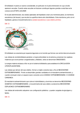 El trofoblasto muestra un avance considerable, en particular en el polo embrionario en cuyo sincitio
aparecen vacuolas. Cuando estas vacuolas se fusionan constituyen lagunas grandes a esta fase se la
conoce como ETAPA LACUNAR
En el polo abembrionario, las celulas aplanadas del hipoblasto crean una membrana plana, la membrana
exocelonica (de heuser), que recubre la superficie interna del citotrofoblasto. Esta membrana, junto con el
hipoblasto, genera el recubrimiento de la cavidad exocelonica o saco vitelino primitivo
DIA 12
El trofoblasto se caracteriza por espacios lagunares en el sincitio que forman una red de intercomunicación
Las células de sincitiotrofoblasto penetran a mayor profundidad en el estroma y erosionan los capilares
maternos que se encuentran congestionados y dilatados, estos se denominan SINUSOIDES.
La sangre materna empieza a fluir en por el sistema trofoblastico para establecer la CIRCULACION
UTEROPLACENTARIA
Las células que derivan del saco vitelino, forman un tejido conectivo laxo y fino el MESODERMO
EXTRAEMBRIONARIO. Pronto se desarrollan grandes cavidades en el mesodermo extraembrionario, y
cuando concluyen crean un espacio nuevo conocido como CAVIDAD EXTRAEMBRIONARIA O CAVIDAD
CARIONICA.
El mesodermo extraembrionario que cubre el citotrofoblasto y al amnios se denomina MESODERMO
SOMATICO EXTRAEMBRIONARIO; el recubrimiento del saco vitelino se denomina MESODERMO
ESPLACNICO EXTRAEMBRIONARIO
Las células del endometrio adquieren una configuración poliédrica y quedan cargadas de glucógeno y
lípidos.
DIA 13
 