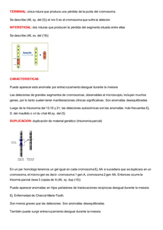 TERMINAL: única rotura que produce una pérdida de la punta del cromosoma
Se describe (46, xy, del (5)) el nro 5 es el cromosoma que sufre la delecion
INTERSTICIAL: dos roturas que producen la pérdida del segmento situado entre ellas
Se describe (46, xx, del (18))
CARACTERISTICAS
Puede aparecer esta anomalía por entrecruzamiento desigual durante la meiosis
Las deleciones de grandes segmentos de cromosomas, observables al microscopio, incluyen muchos
genes, por lo tanto suelen tener manifestaciones clínicas significativas. Son anomalías desequilibradas
Luego de la trisonomia del 13,18 y 21, las deleciones autosómicas son las anomalías más frecuentes Ej.
S. del maullido o cri du chat 46,xy, del (5)
DUPLICACION: duplicación de material genético (trisonomia parcial)
En un par homologo tenemos un gel igual en cada cromosoma Ej. AA si sucediera que se duplicara en un
cromosoma, el mismo gen es decir: cromosoma 1 gen A, cromosoma 2 gen AA. Entonces ocurre la
trisomía parcial ósea 3 copias de A (46, xy, dup (10))
Puede aparecer anomalías en hijos partadores de traslocaciones reciprocas desigual durante la meiosis.
Ej. Enfermedad de Charcot-Marie-Tooth.
Son menos graves que las deleciones. Son anomalías desequilibradas
También puede surgir entrecruzamiento desigual durante la meiosis
 