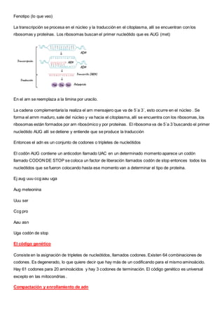 Fenotipo (lo que veo)
La transcripción se procesa en el núcleo y la traducción en el citoplasma, allí se encuentran con los
ribosomas y proteínas. Los ribosomas buscan el primer nucleótido que es AUG (met)
En el arn se reemplaza a la timina por uracilo.
La cadena complementaria la realiza el arn mensajero que va de 5´a 3´, esto ocurre en el núcleo . Se
forma el arnm maduro, sale del núcleo y va hacia el citoplasma, allí se encuentra con los ribosomas, los
ribosomas están formados por arn ribosómico y por proteínas. El ribosoma va de 5´a 3´buscando el primer
nucleótido AUG allí se detiene y entiende que se produce la traducción
Entonces el adn es un conjunto de codones o tripletes de nucleótidos
El codón AUG contiene un anticodon llamado UAC en un determinado momento aparece un codón
llamado CODONDE STOP se coloca un factor de liberación llamados codón de stop entonces todos los
nucleótidos que se fueron colocando hasta ese momento van a determinar el tipo de proteína.
Ej aug uuu ccg aau uga
Aug meteonina
Uuu ser
Ccg pro
Aau asn
Uga codón de stop
El código genético
Consiste en la asignación de tripletes de nucleótidos, llamados codones. Existen 64 combinaciones de
codones. Es degenerado, lo que quiere decir que hay más de un codificando para el mismo aminoácido.
Hay 61 codones para 20 aminoácidos y hay 3 codones de terminación. El código genético es universal
excepto en las mitocondrias .
Compactación y enrollamiento de adn
 