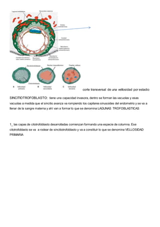 corte transversal de una vellosidad por estadio
SINCITIOTROFOBLASTO: tiene una capacidad invasora, dentro se forman las vacuolas y esas
vacuolas a medida que el sincitio avanza va rompiendo los capilares sinusoides del endometrio y se va a
llenar de la sangre materna y ahí van a formar lo que se denomina LAGUNAS TROFOBLASTICAS
1_ las capas de citotrofoblasto desarrolladas comienzan formando una especie de columna. Ese
citotrofoblasto se va a rodear de sincitiotrofoblasto y va a constituir lo que se denomina VELLOSIDAD
PRIMARIA
 