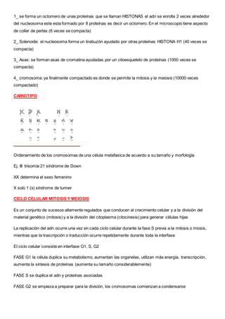 1_ se forma un octomero de unas proteínas que se llaman HISTONAS el adn se enrolla 2 veces alrededor
del nucleosoma este esta formado por 8 proteínas es decir un octomero. En el microscopio tiene aspecto
de collar de perlas (6 veces se compacta)
2_ Solenoide: el nucleosoma forma un tirabuzón ayudado por otras proteínas HISTONA H1 (40 veces se
compacta)
3_ Asas: se forman asas de cromatina ayudadas por un citoesqueleto de proteínas (1000 veces se
compacta)
4_ cromosoma: ya finalmente compactado es donde se permite la mitosis y la meiosis (10000 veces
compactado)
CARIOTIPO
Ordenamiento de los cromosomas de una célula metafasica de acuerdo a su tamaño y morfología
Ej. III trisomía 21 síndrome de Down
XX determina el sexo femenino
X solo 1 (x) síndrome de tunner
CICLO CELULAR MITOSIS Y MEIOSIS
Es un conjunto de sucesos altamente regulados que conducen al crecimiento celular y a la división del
material genético (mitosis) y a la división del citoplasma (citocinesis) para generar células hijas
La replicación del adn ocurre una vez en cada ciclo celular durante la fase S previa a la mitosis o miosis,
mientras que la trascripción o traducción ocurre repetidamente durante toda la interfase
El ciclo celular consiste en interfase G1, S, G2
FASE G1 la célula duplica su metabolismo, aumentan las organelas, utilizan más energía, transcripción,
aumenta la síntesis de proteínas (aumenta su tamaño considerablemente)
FASE S se duplica el adn y proteínas asociadas
FASE G2 se empieza a preparar para la división, los cromosomas comienzan a condensarse
 