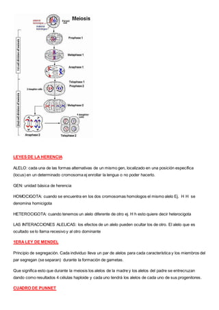 LEYES DE LA HERENCIA
ALELO: cada una de las formas alternativas de un mismo gen, localizado en una posición específica
(locus) en un determinado cromosoma ej enrollar la lengua o no poder hacerlo.
GEN: unidad básica de herencia
HOMOCIGOTA: cuando se encuentra en los dos cromosomas homologos el mismo alelo Ej. H H se
denomina homicigota
HETEROCIGOTA: cuando tenemos un alelo diferente de otro ej. H h esto quiere decir heterocigota
LAS INTERACCIONES ALELICAS: los efectos de un alelo pueden ocultar los de otro. El alelo que es
ocultado se lo llama recesivo y al otro dominante
1ERA LEY DE MENDEL
Principio de segregación. Cada individuo lleva un par de alelos para cada característica y los miembros del
par segregan (se separan) durante la formación de gametas.
Que significa esto que durante la meiosis los alelos de la madre y los alelos del padre se entrecruzan
dando como resultados 4 células haploide y cada uno tendrá los alelos de cada uno de sus progenitores.
CUADRO DE PUNNET
 
