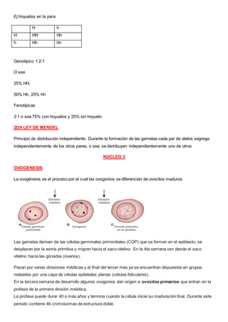 Ej hoyuelos en la pera
H h
H HH Hh
h Hh hh
Genotípico 1:2:1
O sea
25% HH,
50% Hh, 25% hh
Fenotípicas
3:1 o sea 75% con hoyuelos y 25% sin hoyuelo
2DA LEY DE MENDEL
Principio de distribución independiente. Durante la formación de las gametas cada par de alelos segrega
independientemente de los otros pares, o sea, se distribuyen independientemente uno de otros
NUCLEO 3
OVOGENESIS
La ovogénesis es el proceso por el cual las ovogonios se diferencian de ovocitos maduros
Las gametas derivan de las células germinales primordiales (CGP) que se forman en el epiblasto, se
desplazan por la estría primitiva y migran hacia el saco vitelino. En la 4ta semana van desde el saco
vitelino hacia las gónadas (ovarios).
Pasan por varias divisiones mitóticas y al final del tercer mes ya se encuentran dispuestos en grupos
rodeados por una capa de células epiteliales planas (células foliculares).
En la tercera semana de desarrollo algunos ovogonios dan origen a ovocitos primarios que entran en la
profase de la primera división meiótica.
La profase puede durar 40 o más años y termina cuando la célula inicie su maduración final. Durante este
periodo contiene 46 cromosomas de estructura doble.
 