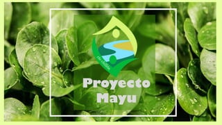 Proyecto
Mayu
 