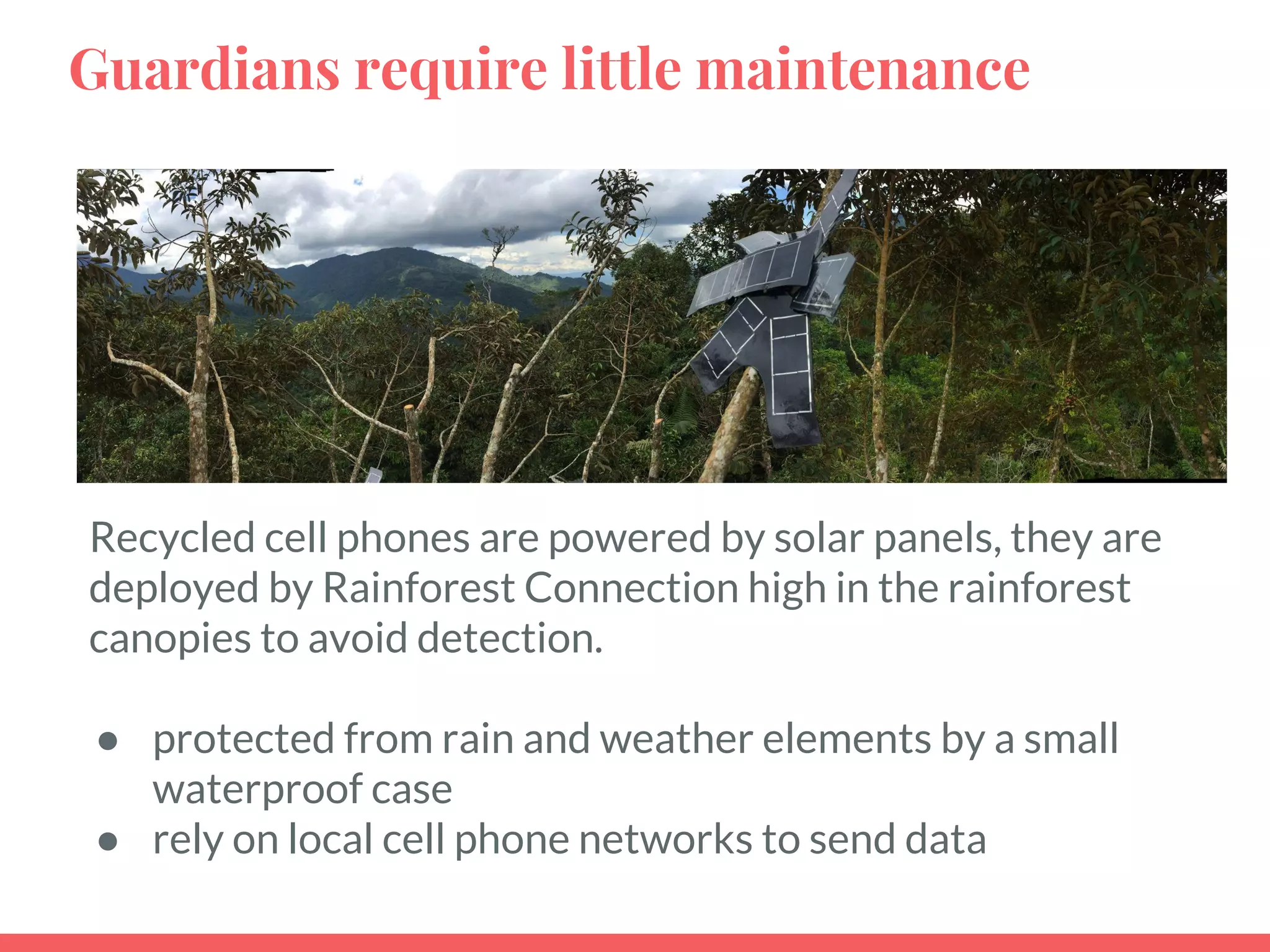 Guardians require little maintenance
Recycled cell phones are powered by solar panels, they are
deployed by Rainforest Connection high in the rainforest
canopies to avoid detection.
● protected from rain and weather elements by a small
waterproof case
● rely on local cell phone networks to send data
 