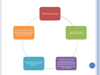 Paralisis supranuclear




 Se diferencia de las parálisis
periféricas por la presencia de                                                      nervio facial No esta
  síntomas de afectación de                                                         totalmente involucrado
  otras estructuras del SNC.




                                                                  Conserva la función de la
                                                                   musculatura frontal, por
                Preservación de los músculos
                                                               inervación cortical bilateral de
                   frontal y orbicular de los
                                                                 la porción del núcleo de VII
                           párpados,
                                                               par craneal correspondiente a
                                                                      la rama temporal.
 