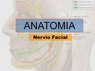 ANATOMIA
 Nervio Facial
 