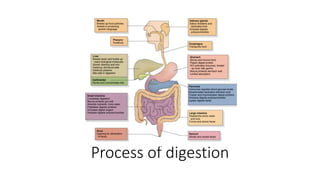 Digesive Process digestive system .pptx