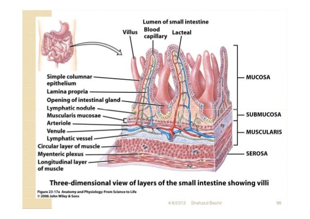 Final digestive system.