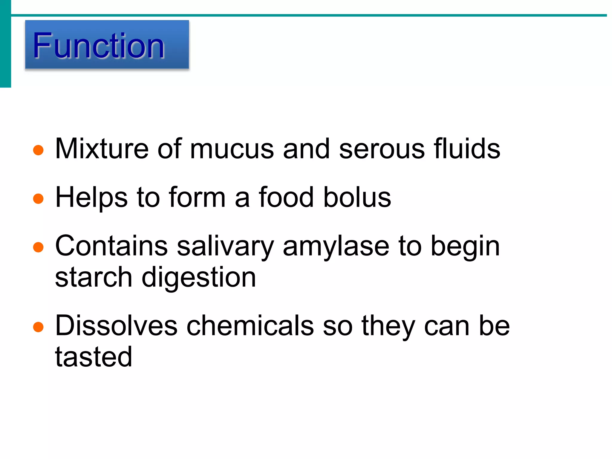 Function
 Mixture of mucus and serous fluids
 Helps to form a food bolus
 Contains salivary amylase to begin
starch digestion
 Dissolves chemicals so they can be
tasted
 