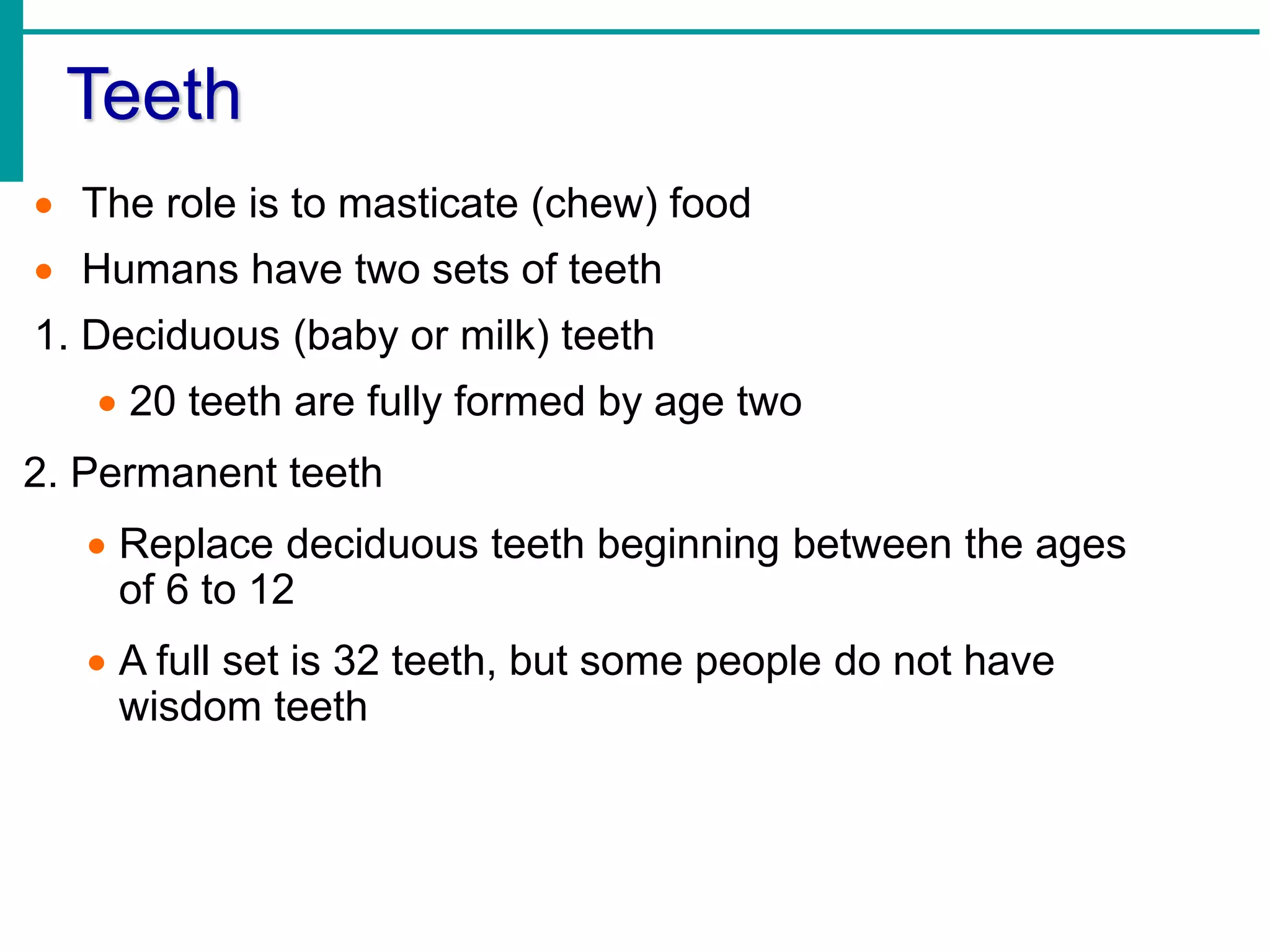 Teeth
 The role is to masticate (chew) food
 Humans have two sets of teeth
1. Deciduous (baby or milk) teeth
 20 teeth are fully formed by age two
2. Permanent teeth
 Replace deciduous teeth beginning between the ages
of 6 to 12
 A full set is 32 teeth, but some people do not have
wisdom teeth
 