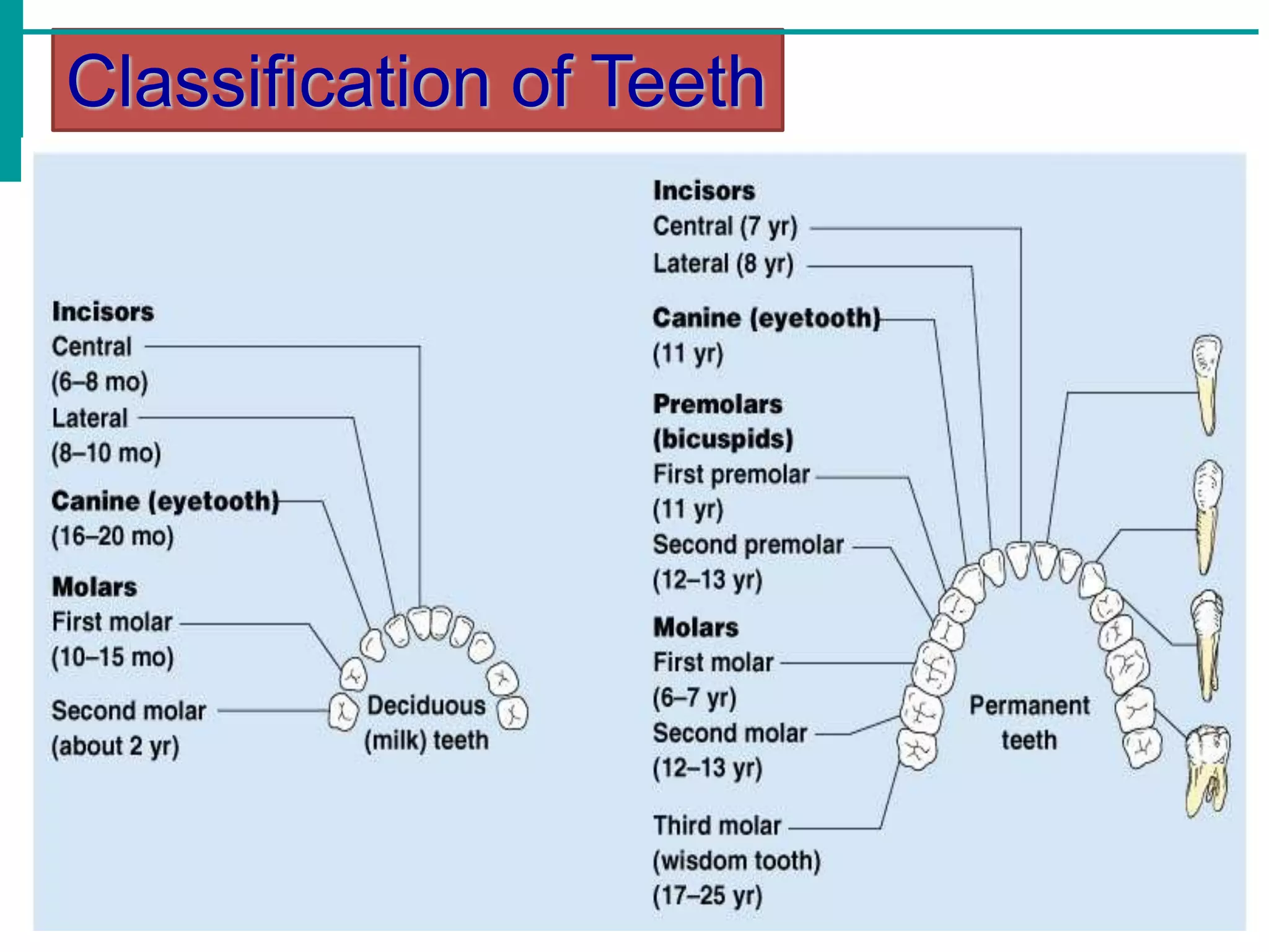 Classification of Teeth
 