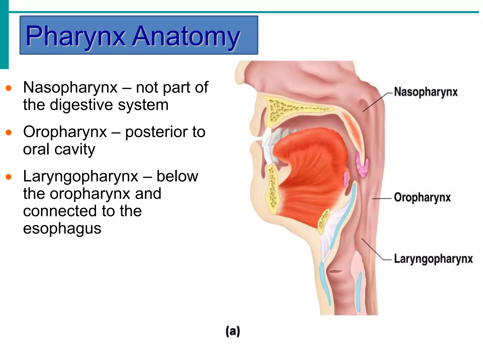 Pharynx Anatomy
 Nasopharynx – not part of
the digestive system
 Oropharynx – posterior to
oral cavity
 Laryngopharynx – below
the oropharynx and
connected to the
esophagus
 