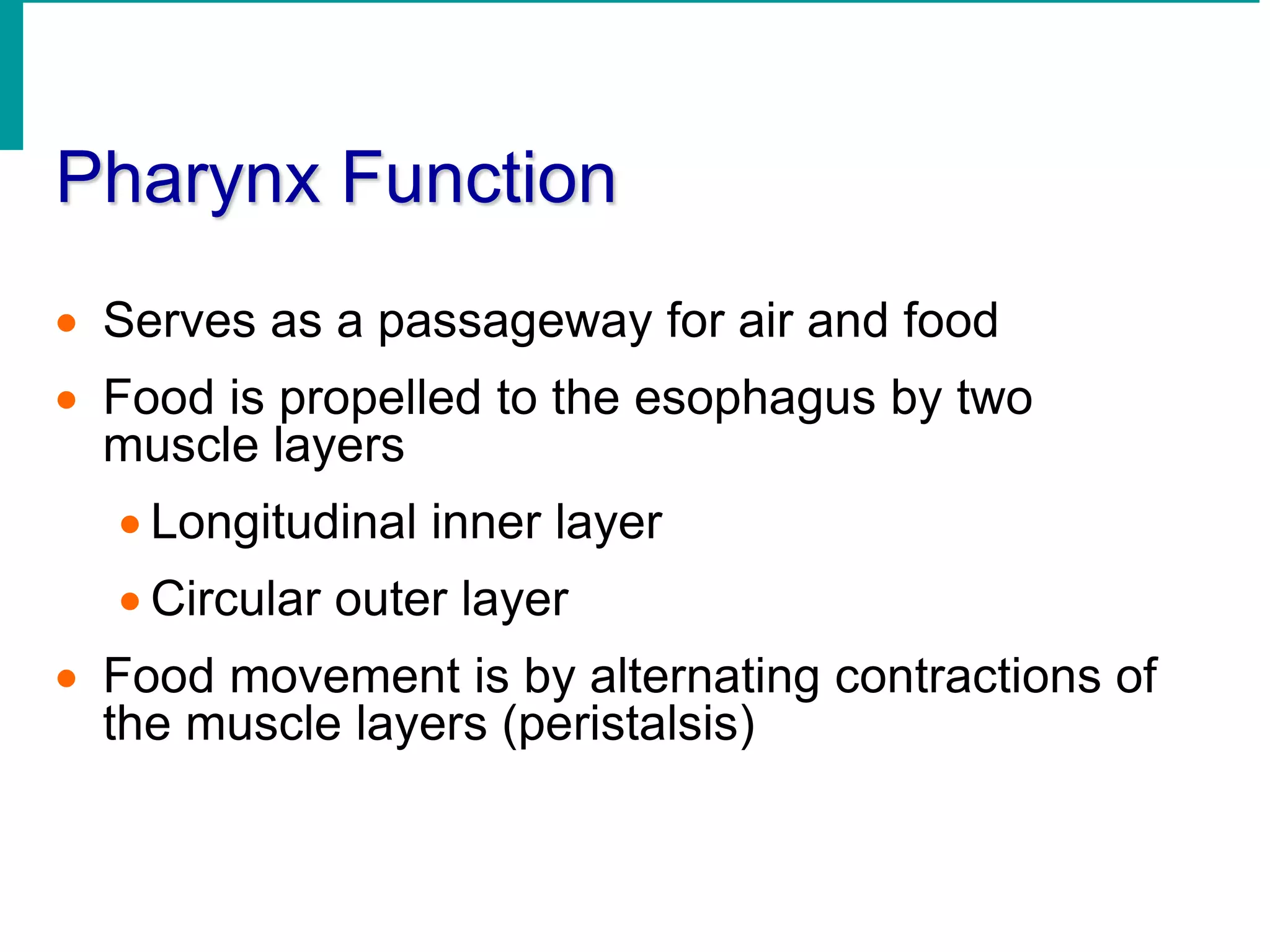 Pharynx Function
 Serves as a passageway for air and food
 Food is propelled to the esophagus by two
muscle layers
 Longitudinal inner layer
 Circular outer layer
 Food movement is by alternating contractions of
the muscle layers (peristalsis)
 