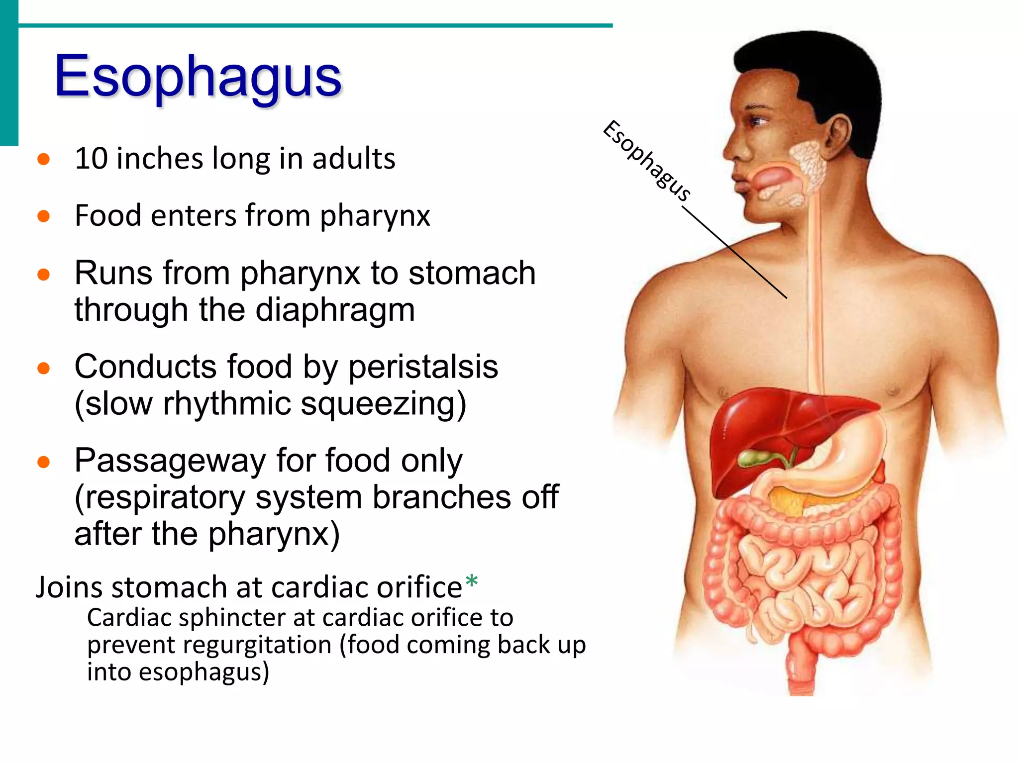 Esophagus
 10 inches long in adults
 Food enters from pharynx
 Runs from pharynx to stomach
through the diaphragm
 Conducts food by peristalsis
(slow rhythmic squeezing)
 Passageway for food only
(respiratory system branches off
after the pharynx)
Joins stomach at cardiac orifice*
Cardiac sphincter at cardiac orifice to
prevent regurgitation (food coming back up
into esophagus)
 