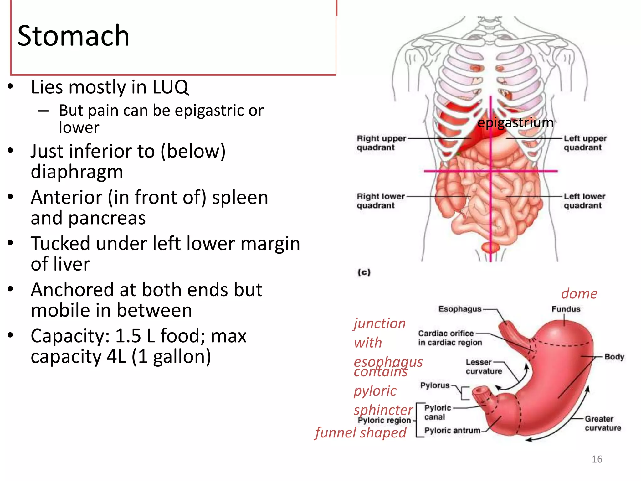 Stomach
• Lies mostly in LUQ
– But pain can be epigastric or
lower
• Just inferior to (below)
diaphragm
• Anterior (in front of) spleen
and pancreas
• Tucked under left lower margin
of liver
• Anchored at both ends but
mobile in between
• Capacity: 1.5 L food; max
capacity 4L (1 gallon)
16
epigastrium
junction
with
esophagus
funnel shaped
contains
pyloric
sphincter
dome
 