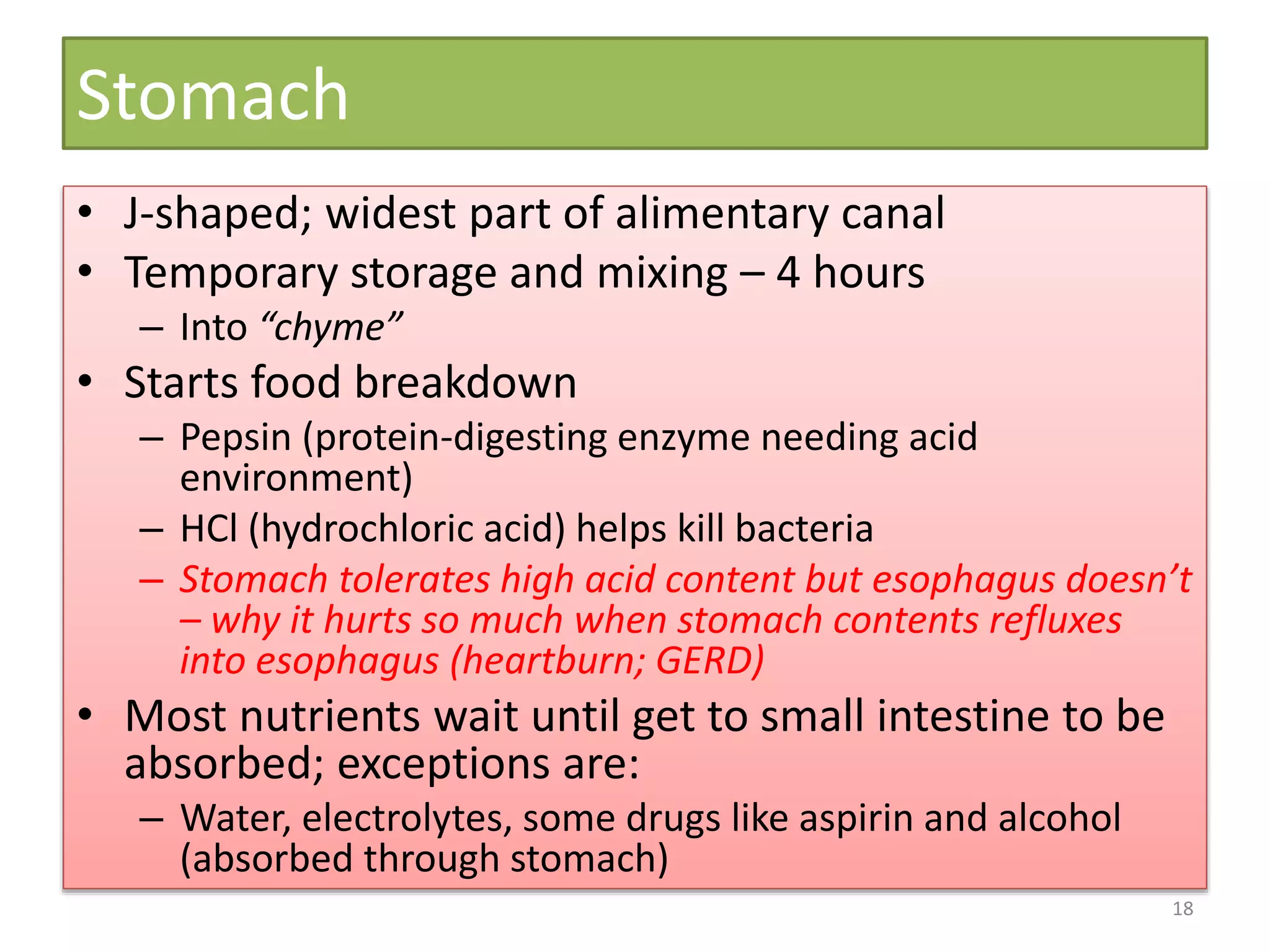 Stomach
• J-shaped; widest part of alimentary canal
• Temporary storage and mixing – 4 hours
– Into “chyme”
• Starts food breakdown
– Pepsin (protein-digesting enzyme needing acid
environment)
– HCl (hydrochloric acid) helps kill bacteria
– Stomach tolerates high acid content but esophagus doesn’t
– why it hurts so much when stomach contents refluxes
into esophagus (heartburn; GERD)
• Most nutrients wait until get to small intestine to be
absorbed; exceptions are:
– Water, electrolytes, some drugs like aspirin and alcohol
(absorbed through stomach)
18
 