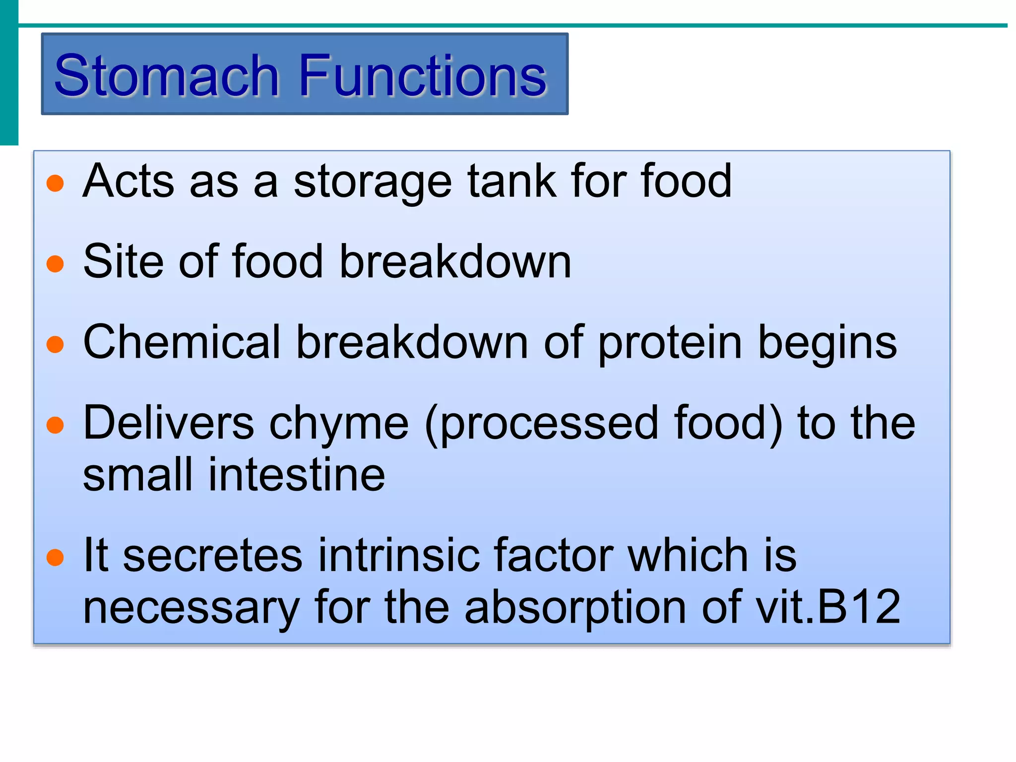 Stomach Functions
 Acts as a storage tank for food
 Site of food breakdown
 Chemical breakdown of protein begins
 Delivers chyme (processed food) to the
small intestine
 It secretes intrinsic factor which is
necessary for the absorption of vit.B12
 