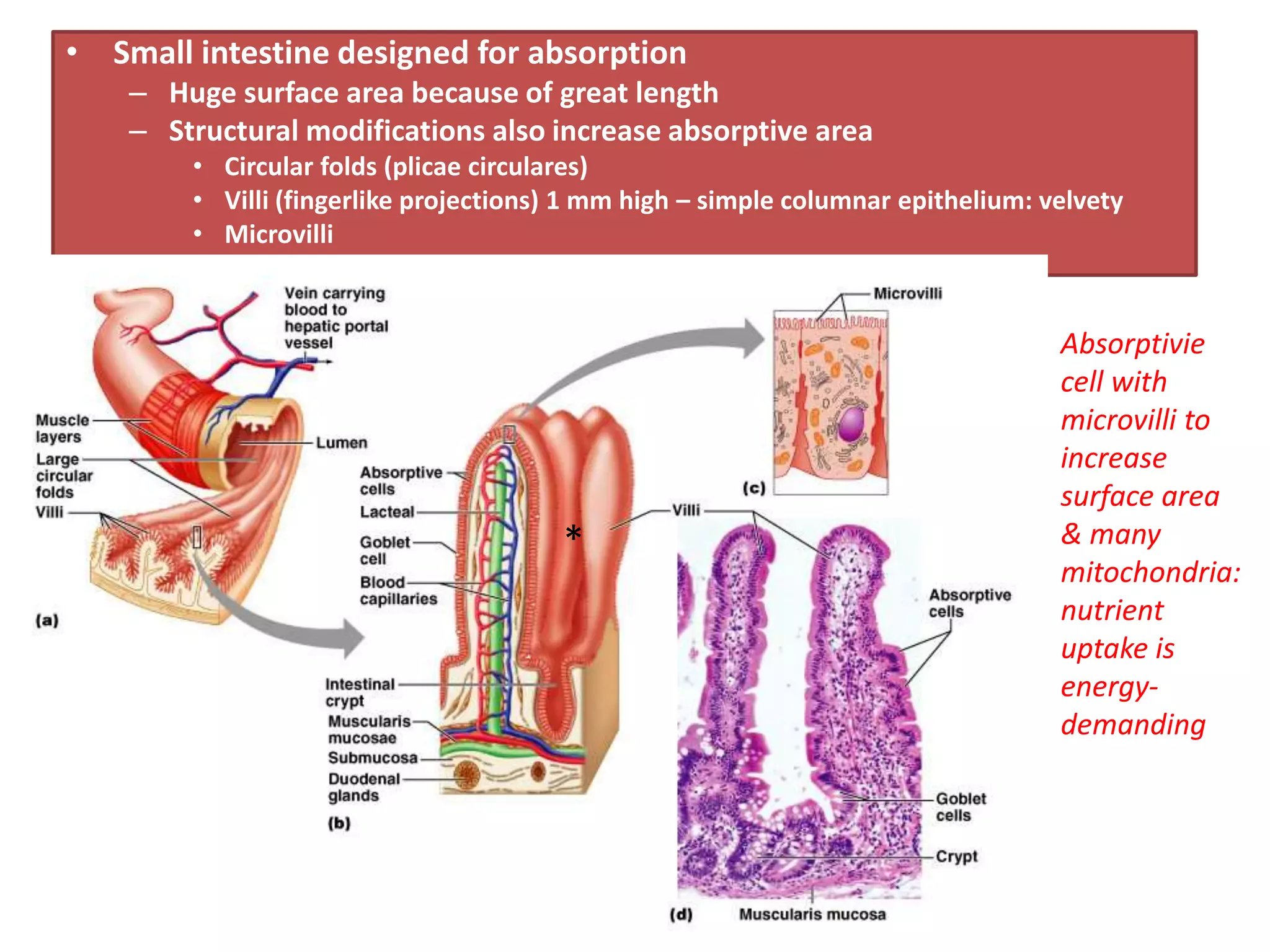• Small intestine designed for absorption
– Huge surface area because of great length
– Structural modifications also increase absorptive area
• Circular folds (plicae circulares)
• Villi (fingerlike projections) 1 mm high – simple columnar epithelium: velvety
• Microvilli
*
Absorptivie
cell with
microvilli to
increase
surface area
& many
mitochondria:
nutrient
uptake is
energy-
demanding
 