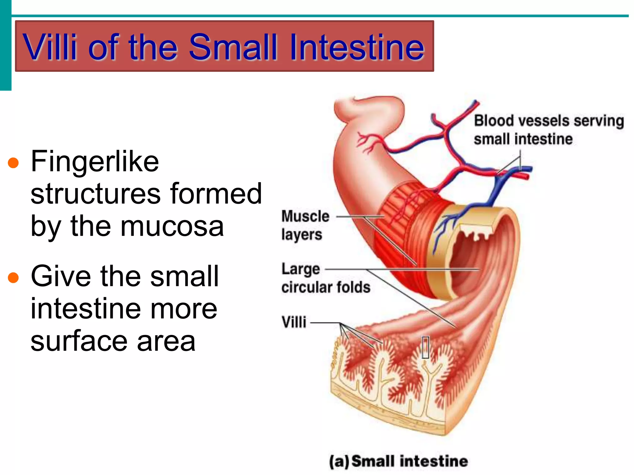 Villi of the Small Intestine
 Fingerlike
structures formed
by the mucosa
 Give the small
intestine more
surface area
 
