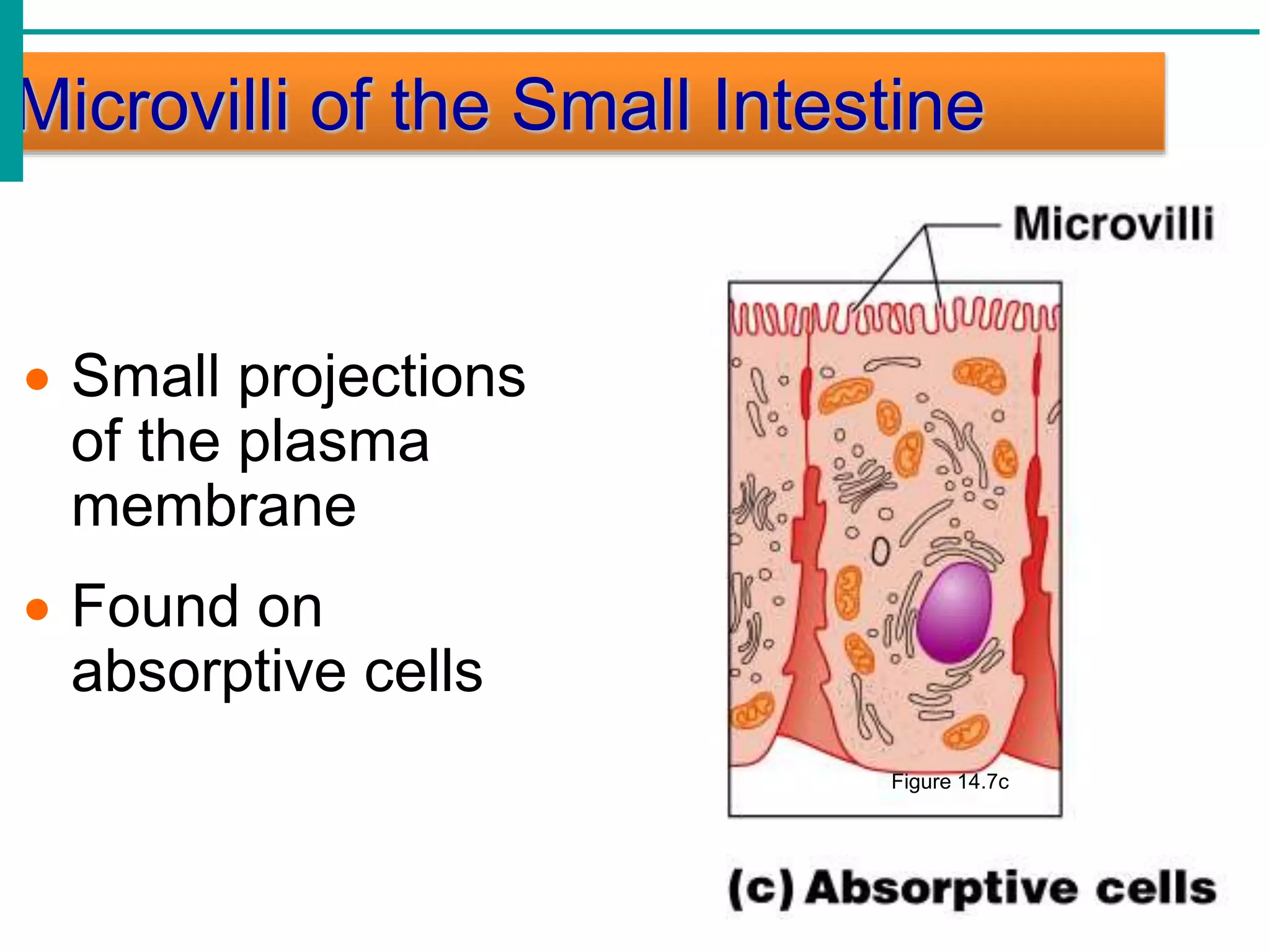 Microvilli of the Small Intestine
 Small projections
of the plasma
membrane
 Found on
absorptive cells
Figure 14.7c
 