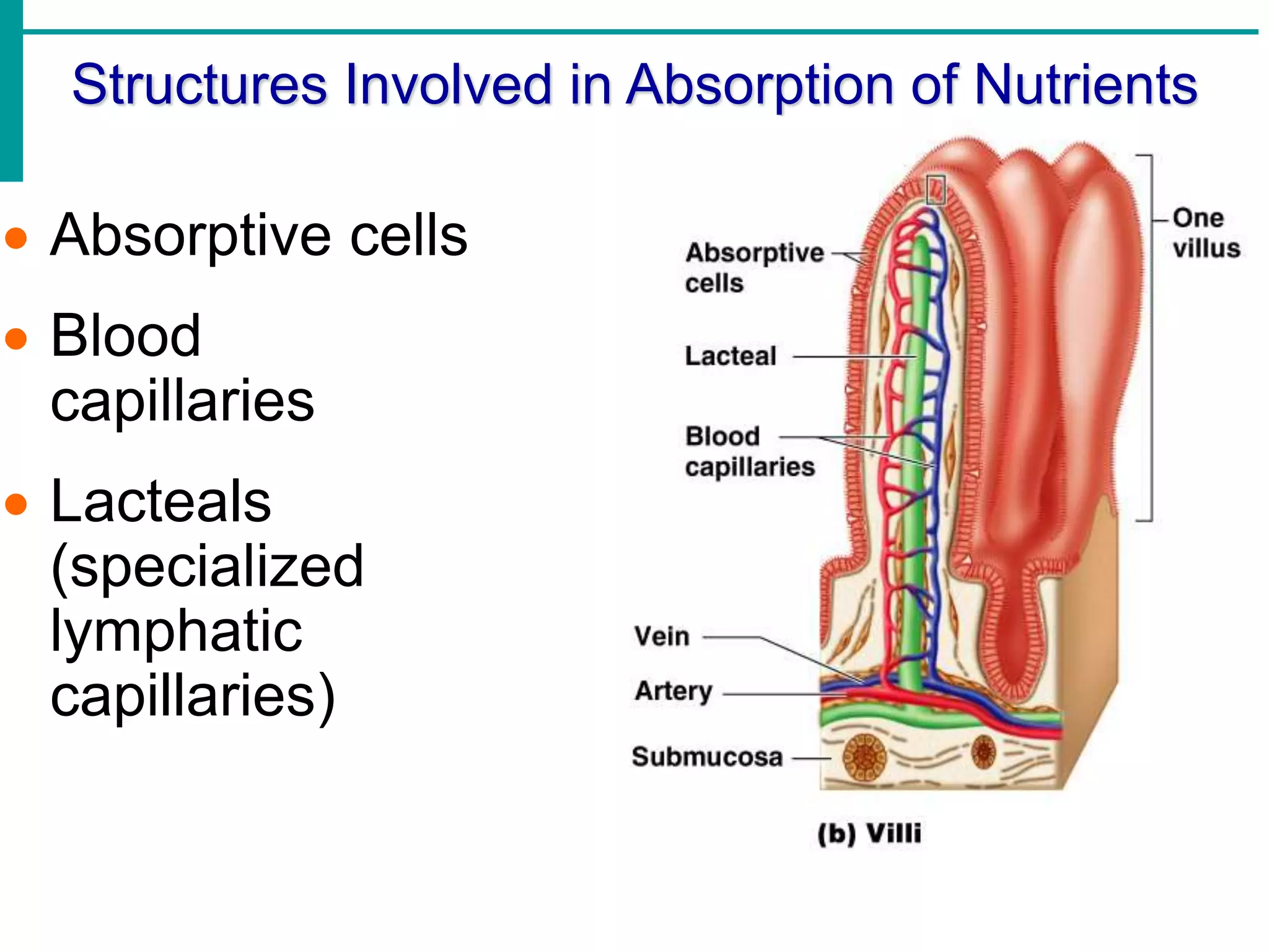 Structures Involved in Absorption of Nutrients
 Absorptive cells
 Blood
capillaries
 Lacteals
(specialized
lymphatic
capillaries)
 