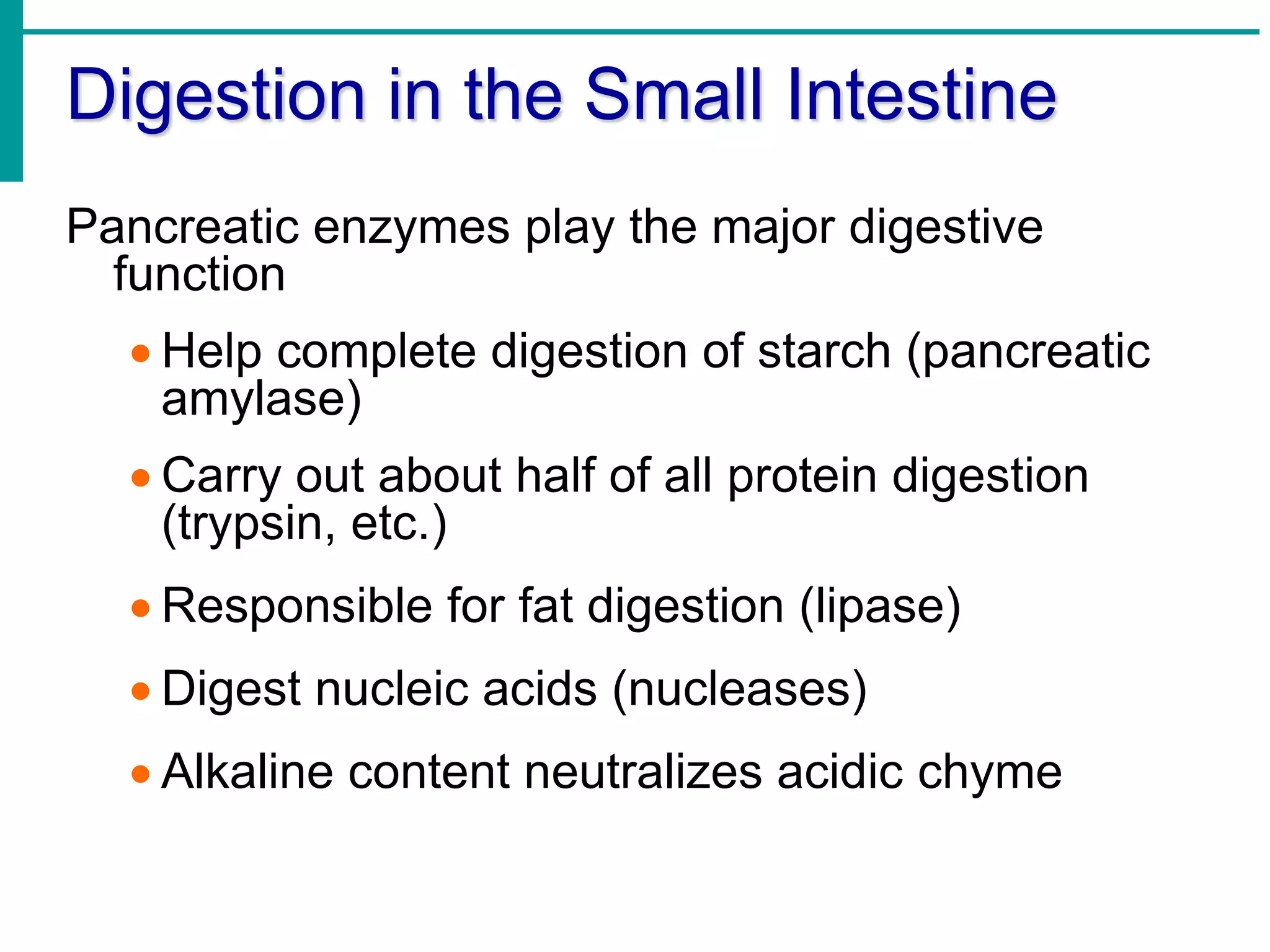 Digestion in the Small Intestine
Pancreatic enzymes play the major digestive
function
 Help complete digestion of starch (pancreatic
amylase)
 Carry out about half of all protein digestion
(trypsin, etc.)
 Responsible for fat digestion (lipase)
 Digest nucleic acids (nucleases)
 Alkaline content neutralizes acidic chyme
 