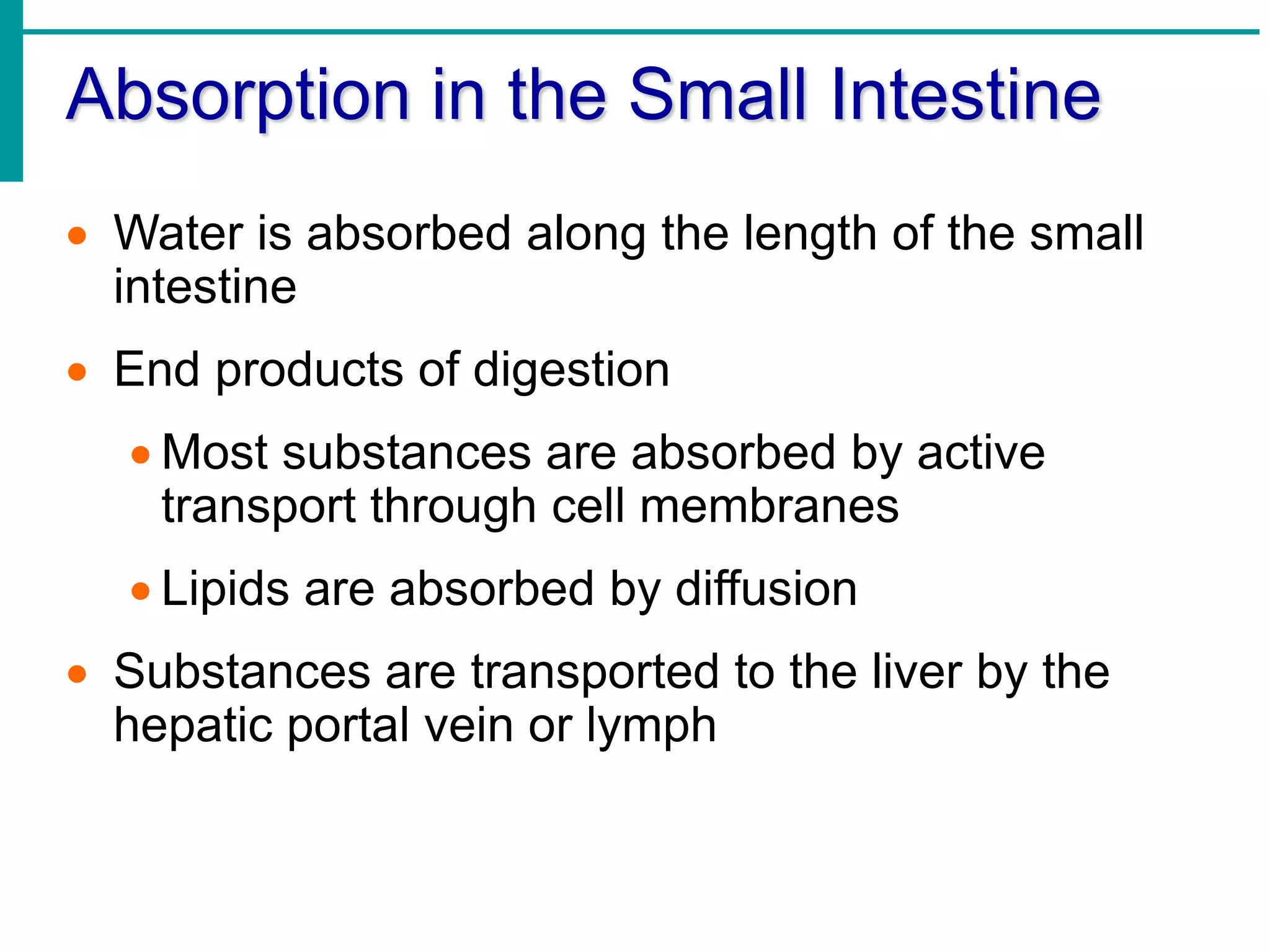 Absorption in the Small Intestine
 Water is absorbed along the length of the small
intestine
 End products of digestion
 Most substances are absorbed by active
transport through cell membranes
 Lipids are absorbed by diffusion
 Substances are transported to the liver by the
hepatic portal vein or lymph
 