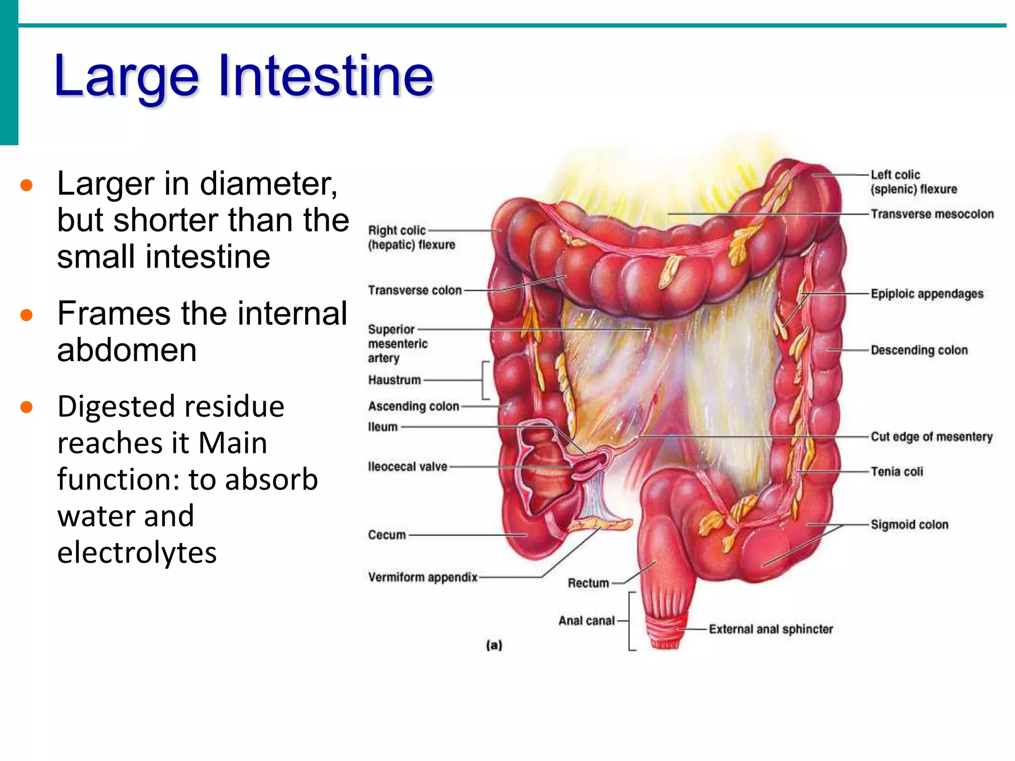 Large Intestine
 Larger in diameter,
but shorter than the
small intestine
 Frames the internal
abdomen
 Digested residue
reaches it Main
function: to absorb
water and
electrolytes
 