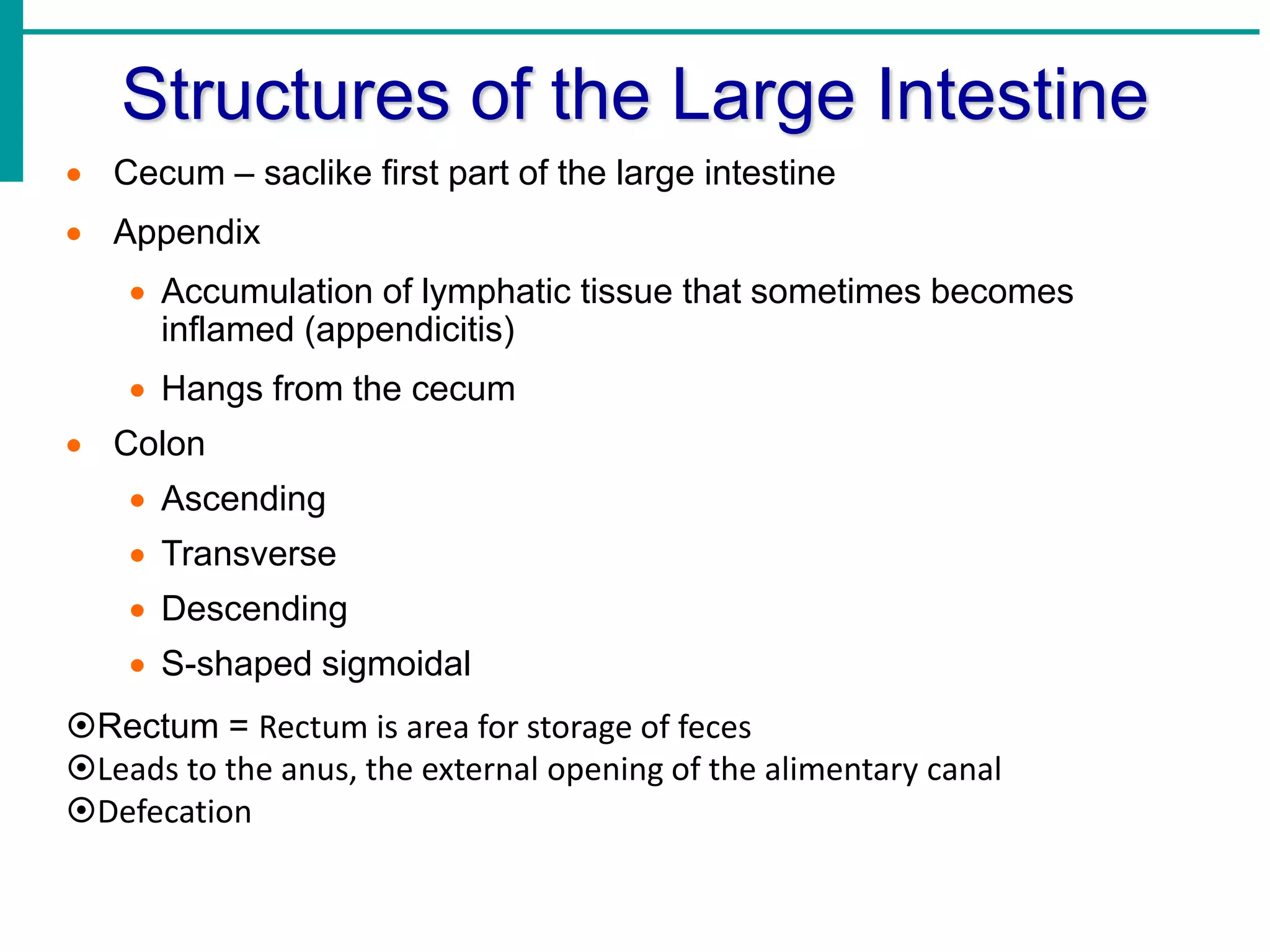 Structures of the Large Intestine
 Cecum – saclike first part of the large intestine
 Appendix
 Accumulation of lymphatic tissue that sometimes becomes
inflamed (appendicitis)
 Hangs from the cecum
 Colon
 Ascending
 Transverse
 Descending
 S-shaped sigmoidal
Rectum = Rectum is area for storage of feces
Leads to the anus, the external opening of the alimentary canal
Defecation
 