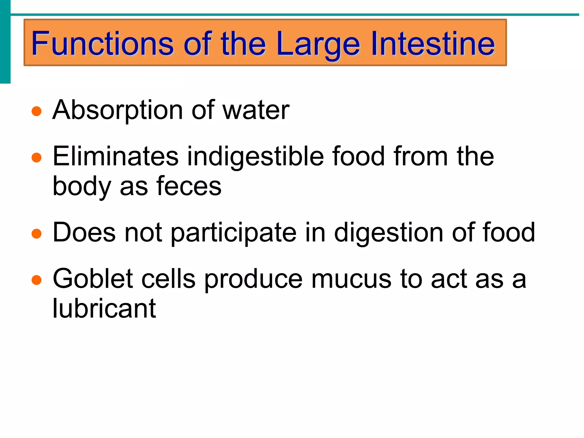 Functions of the Large Intestine
 Absorption of water
 Eliminates indigestible food from the
body as feces
 Does not participate in digestion of food
 Goblet cells produce mucus to act as a
lubricant
 