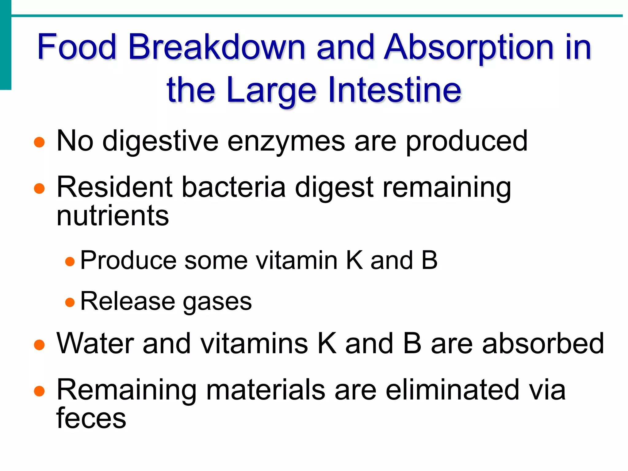 Food Breakdown and Absorption in
the Large Intestine
 No digestive enzymes are produced
 Resident bacteria digest remaining
nutrients
Produce some vitamin K and B
Release gases
 Water and vitamins K and B are absorbed
 Remaining materials are eliminated via
feces
 