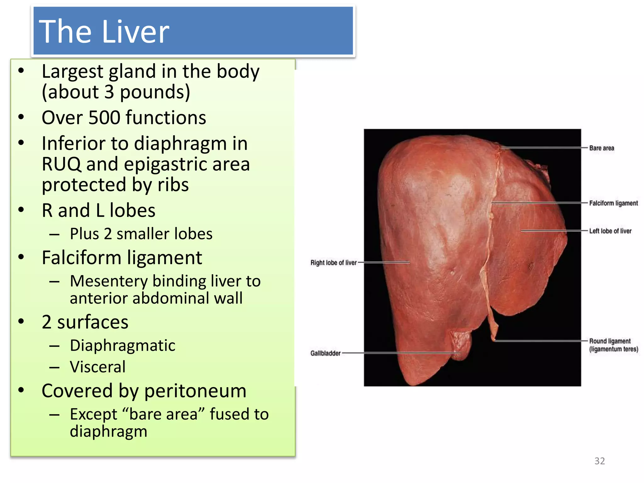 The Liver
• Largest gland in the body
(about 3 pounds)
• Over 500 functions
• Inferior to diaphragm in
RUQ and epigastric area
protected by ribs
• R and L lobes
– Plus 2 smaller lobes
• Falciform ligament
– Mesentery binding liver to
anterior abdominal wall
• 2 surfaces
– Diaphragmatic
– Visceral
• Covered by peritoneum
– Except “bare area” fused to
diaphragm
32
 