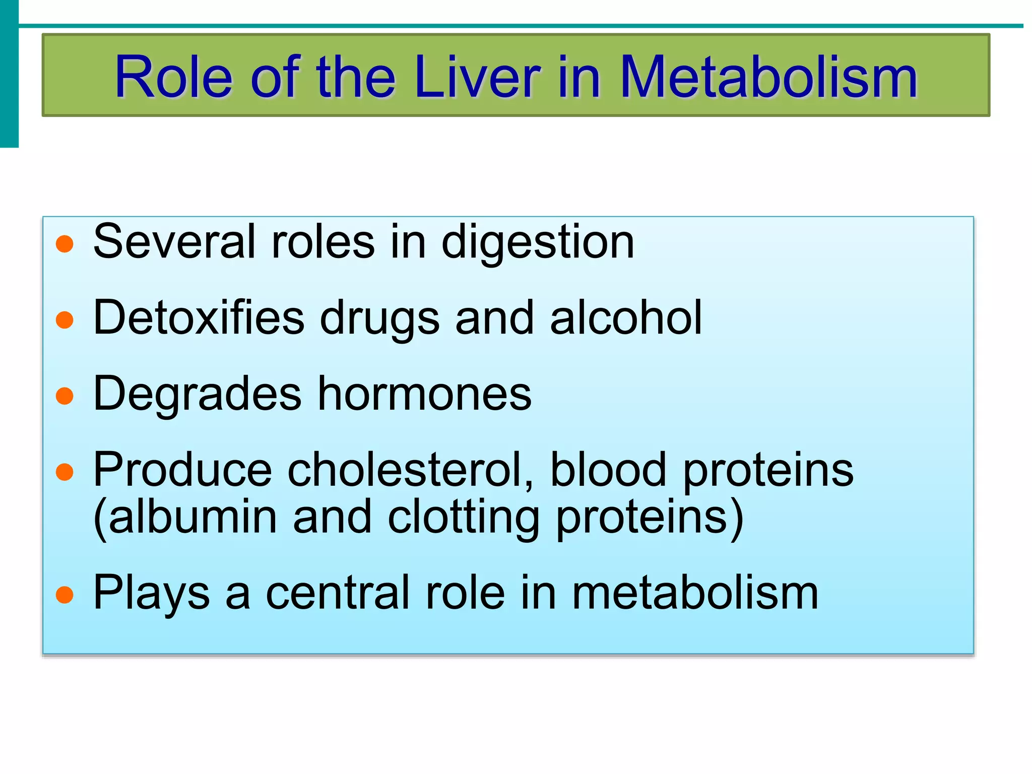 Role of the Liver in Metabolism
 Several roles in digestion
 Detoxifies drugs and alcohol
 Degrades hormones
 Produce cholesterol, blood proteins
(albumin and clotting proteins)
 Plays a central role in metabolism
 